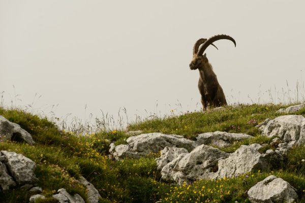 Bouquetin du Chablais