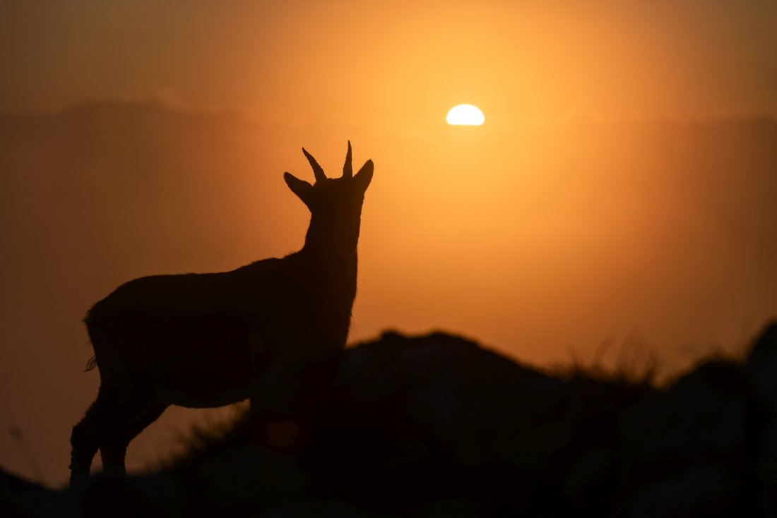 Bouquetin en contrejour au coucher de soleil