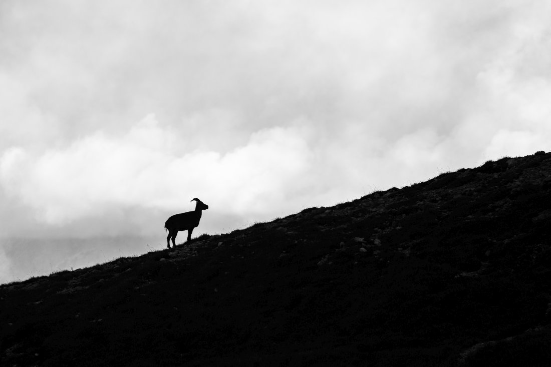 Silhouette de bouquetin en noir et blanc