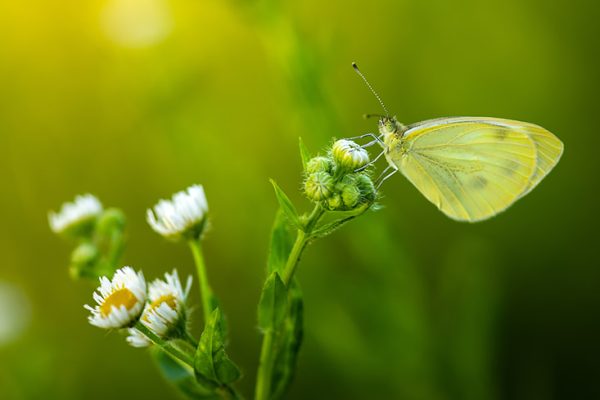 Piéride sur une vergerette annuelle